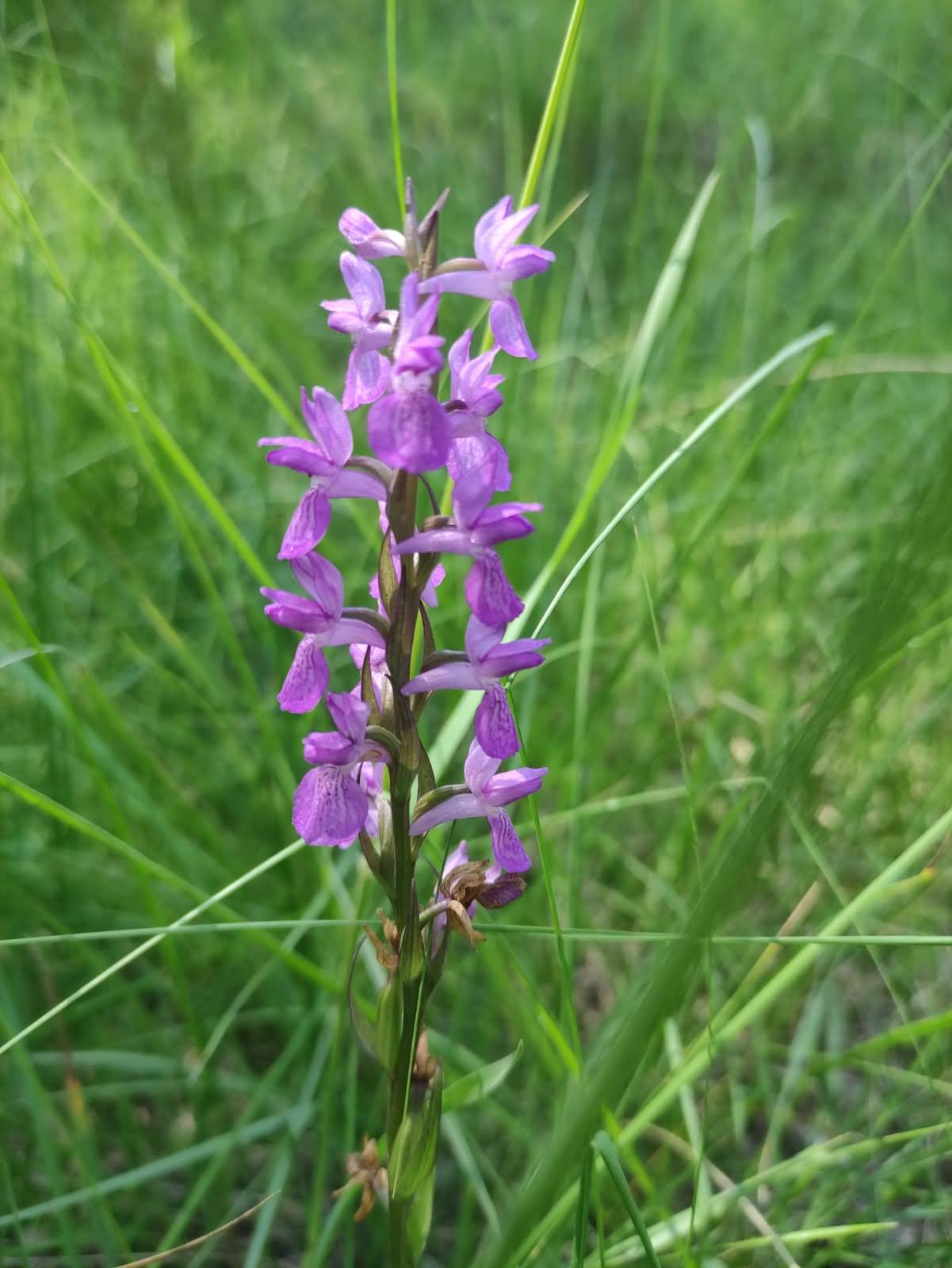 Naturreservat El Rivet