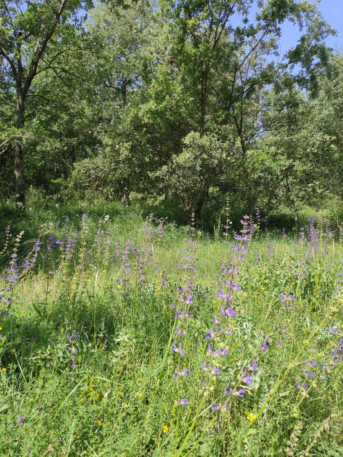 Naturreservat El Rivet