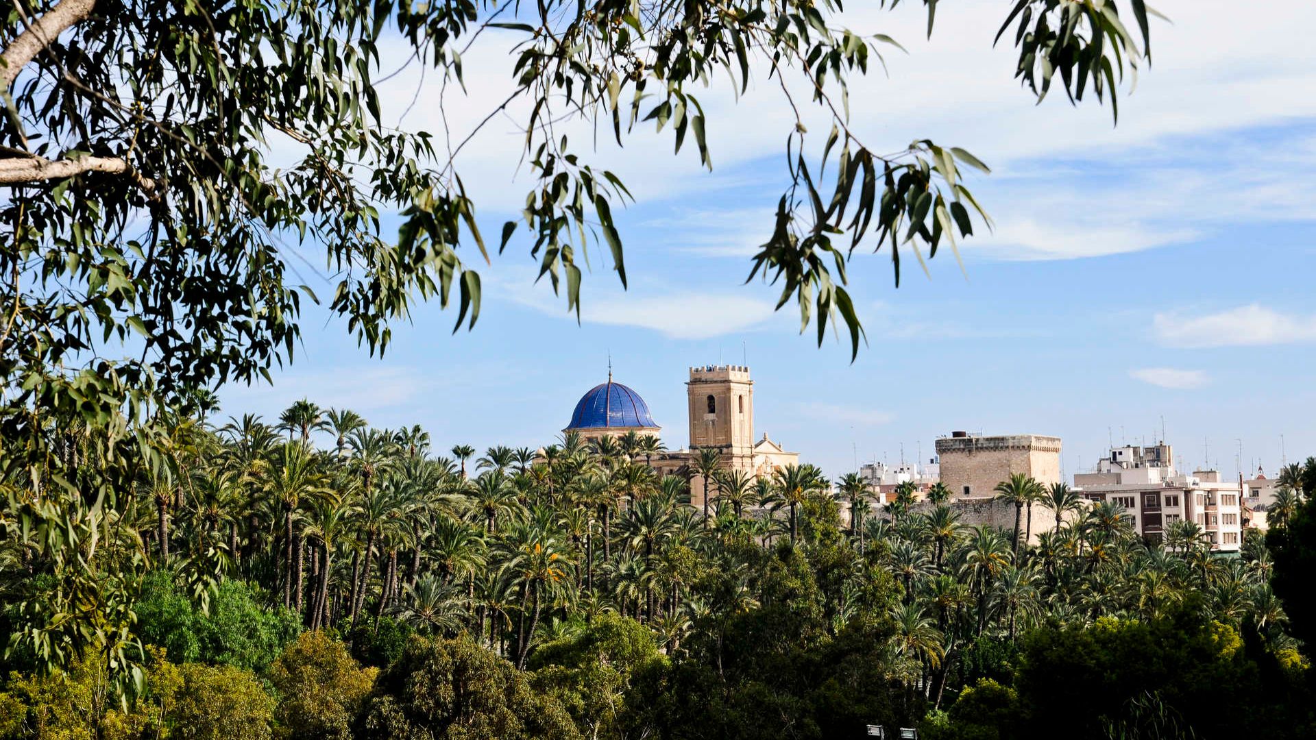 visite de la palmeraie elche​,