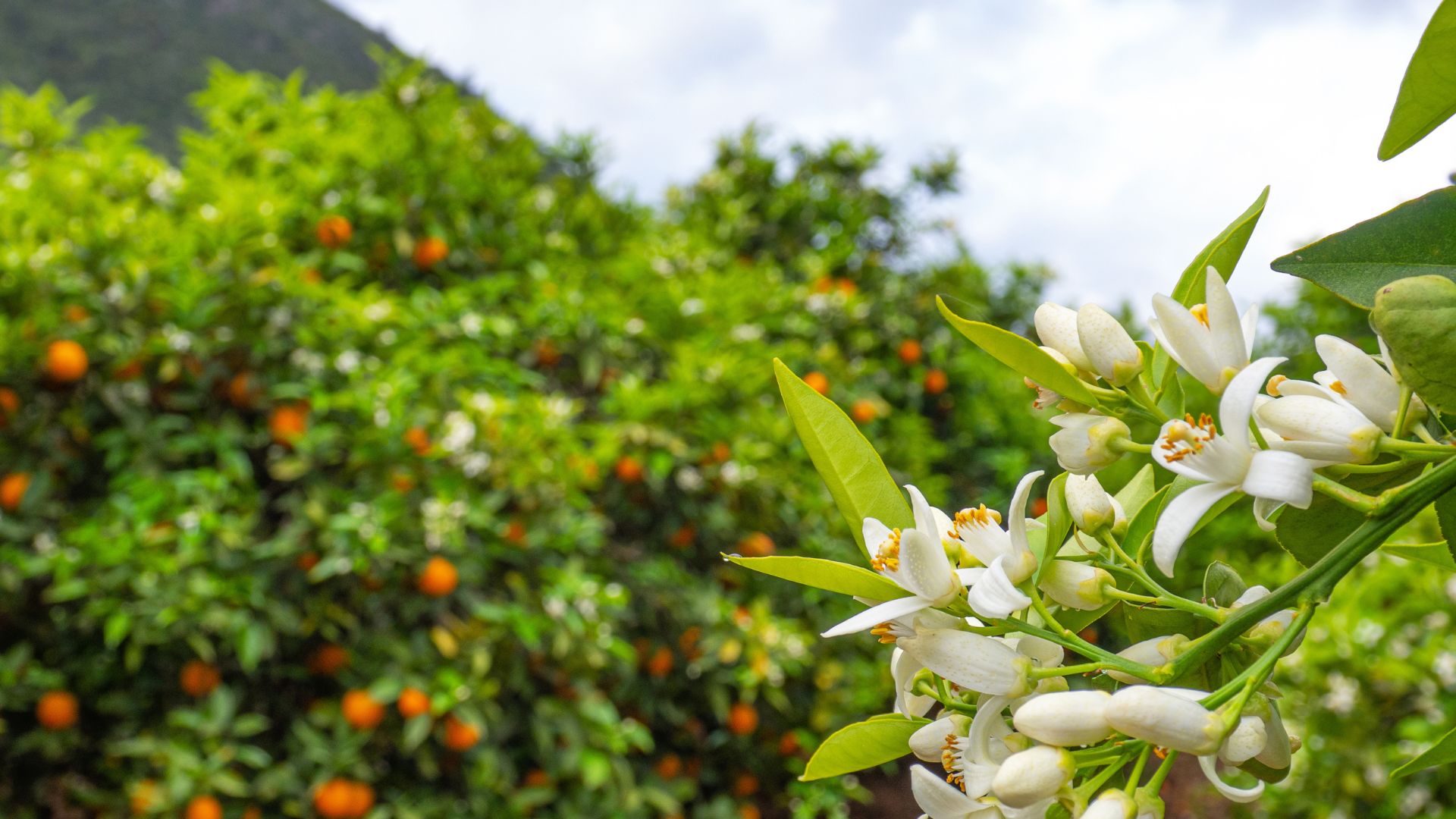 planes con niños comunidad valenciana​,