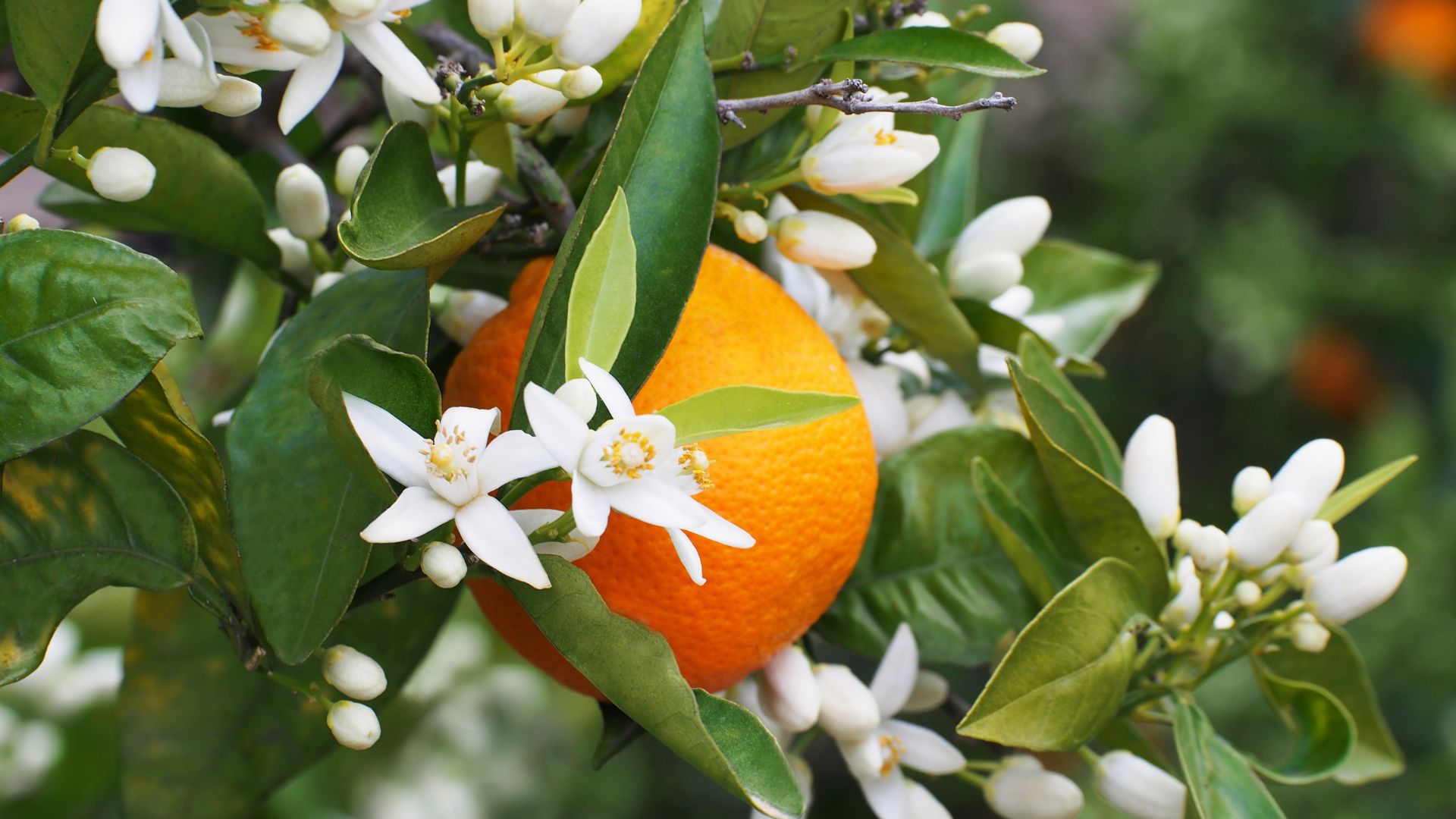 Blütezeit Orangenbäumem,