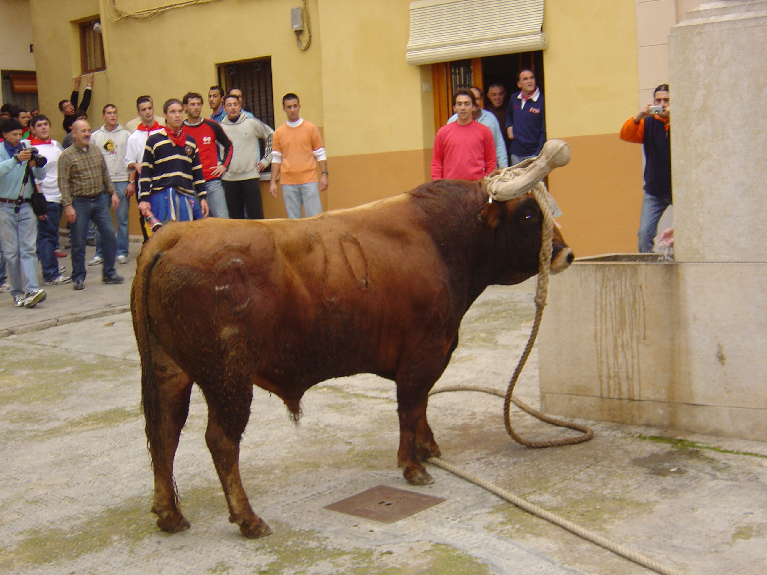 FESTES PATRONALS DE LA PURISSIMA 2024