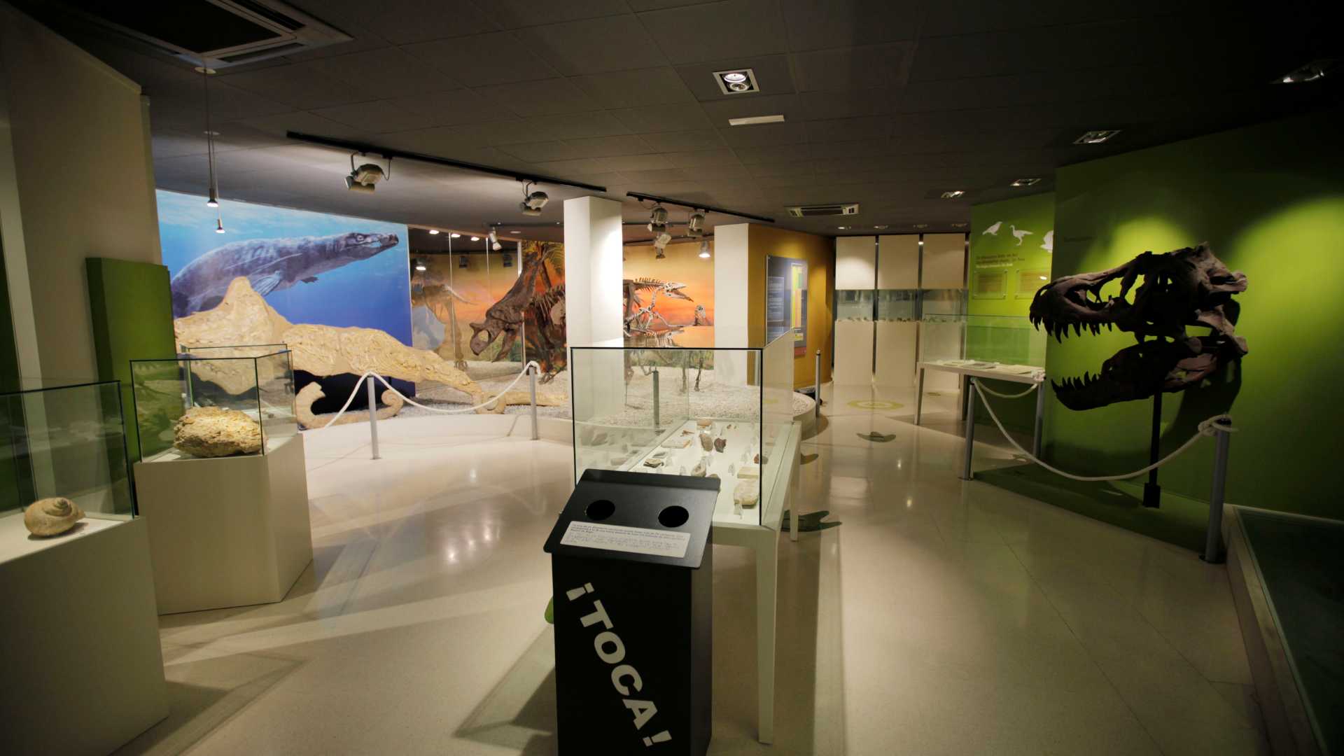 Visitas guiadas Museo Paleontológico de Elche