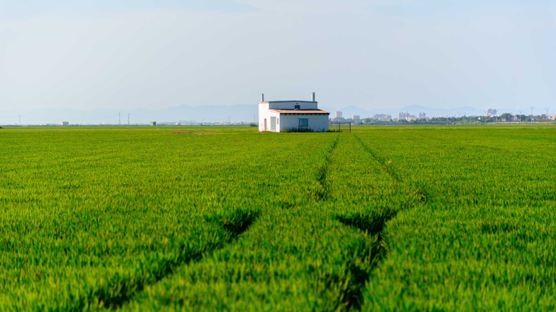 bon riz valencia,