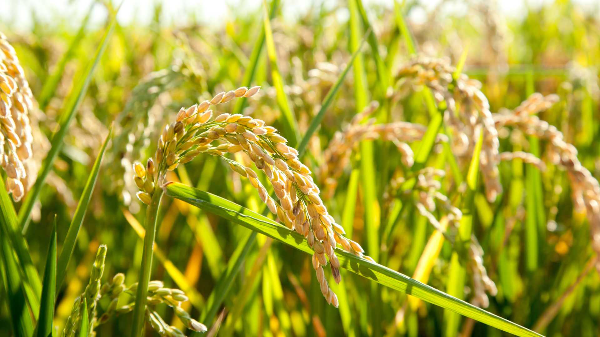 los mejores arroces en valencia,