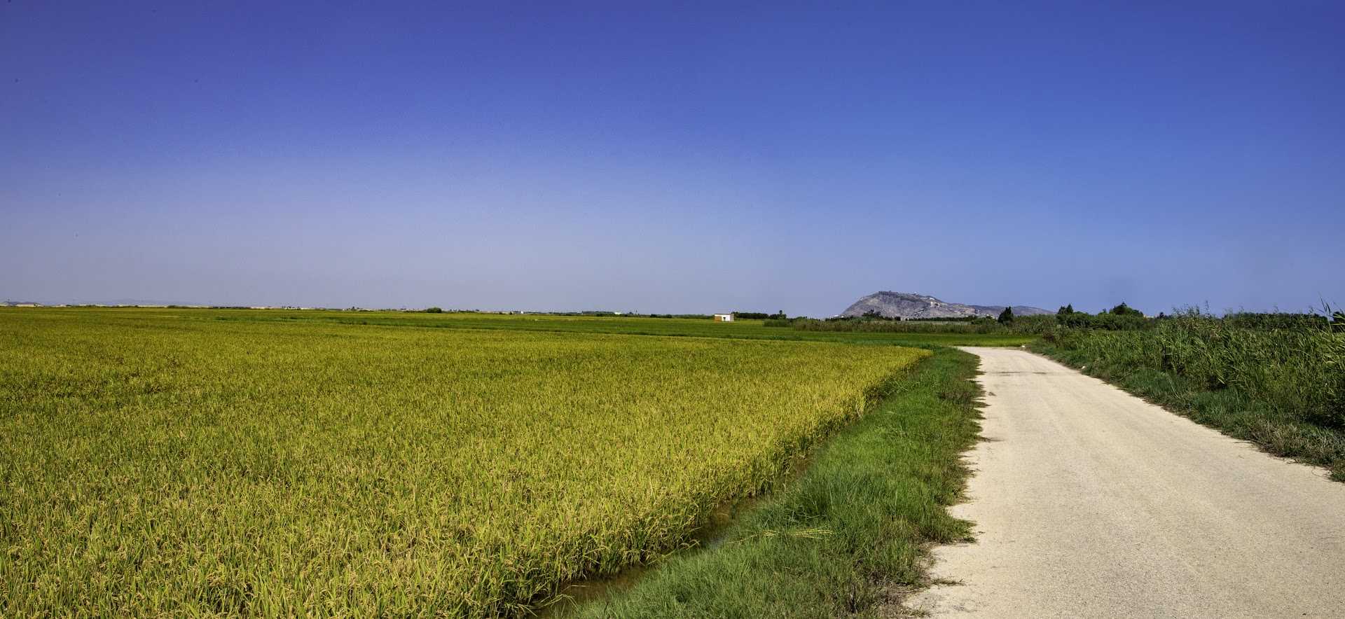 Ruta entre arrozales por el marjal sur