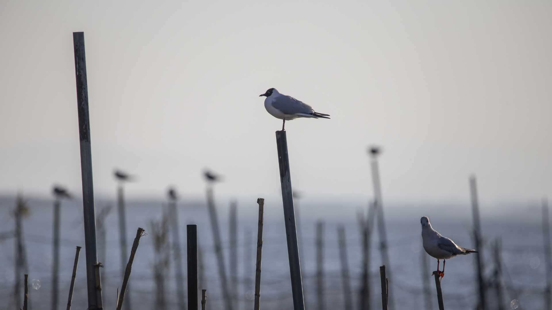 Observation oiseau region de valencia