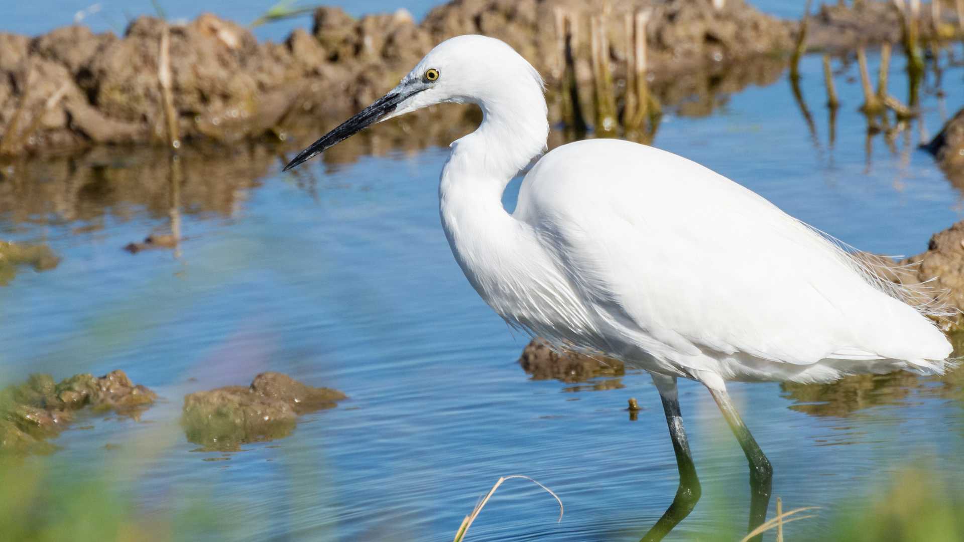 best time of year for birdwatching