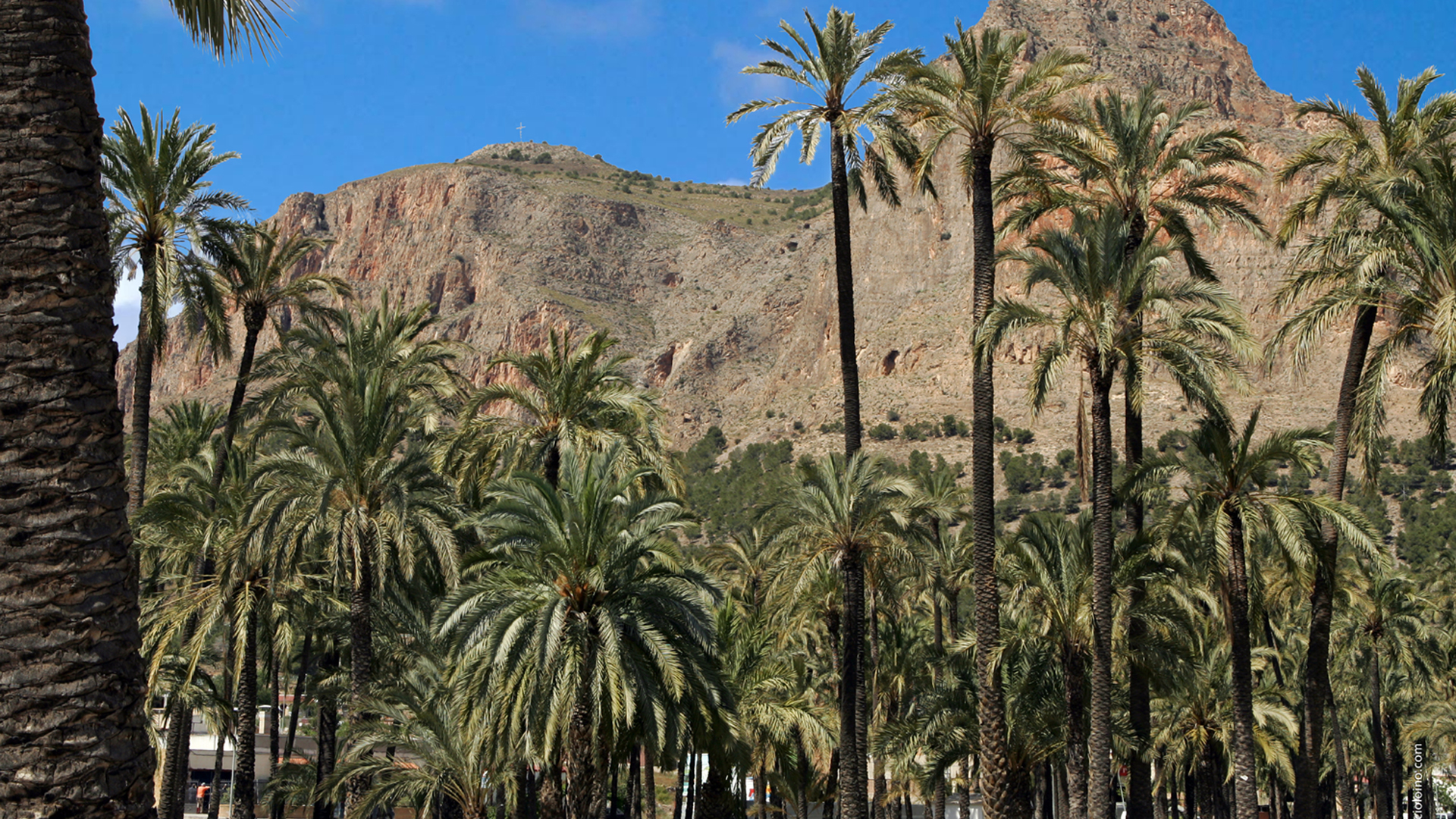 Palmenpflanzung Von Sankt Antón