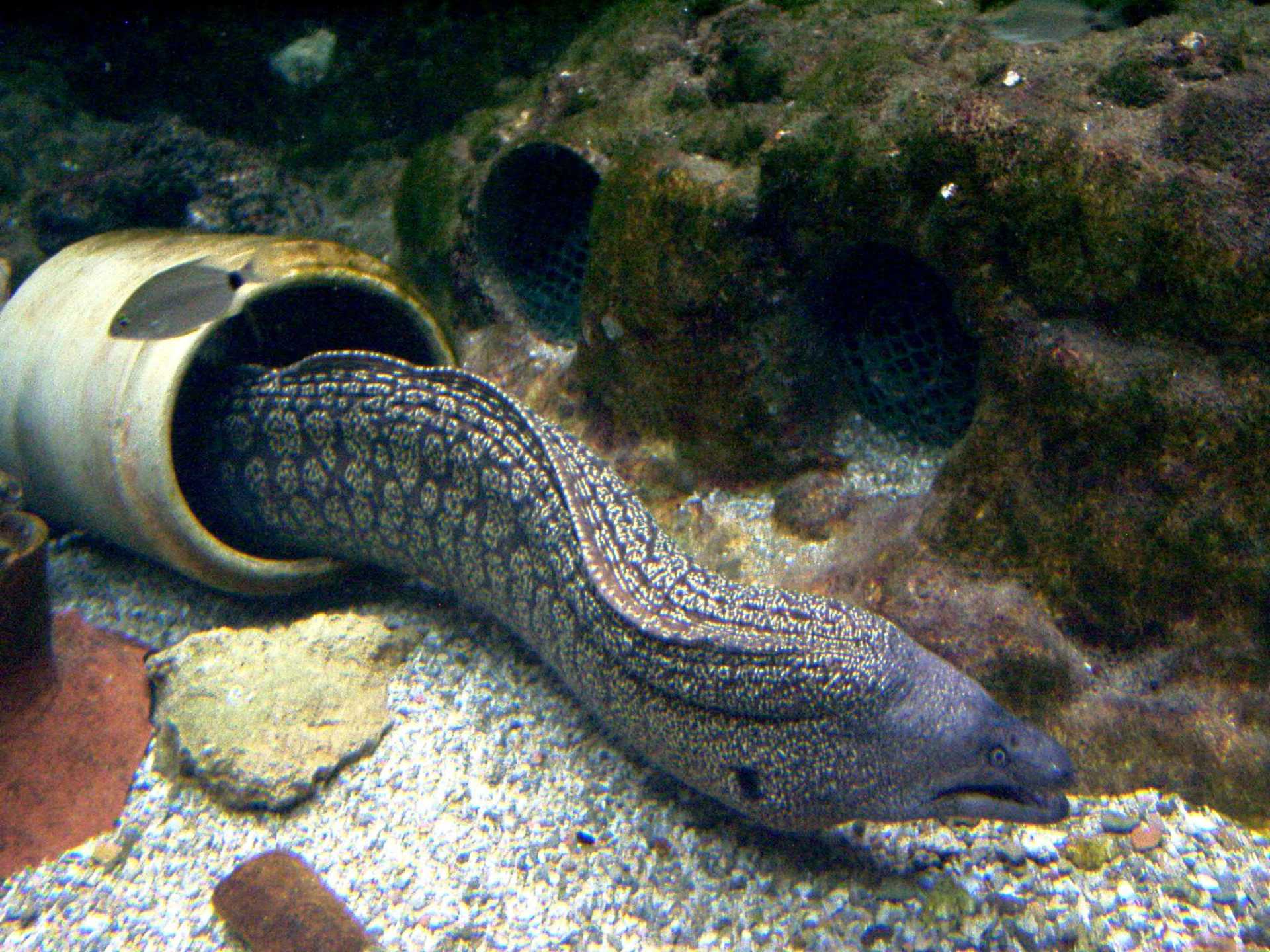 Das städtische Aquarium von Santa Pola