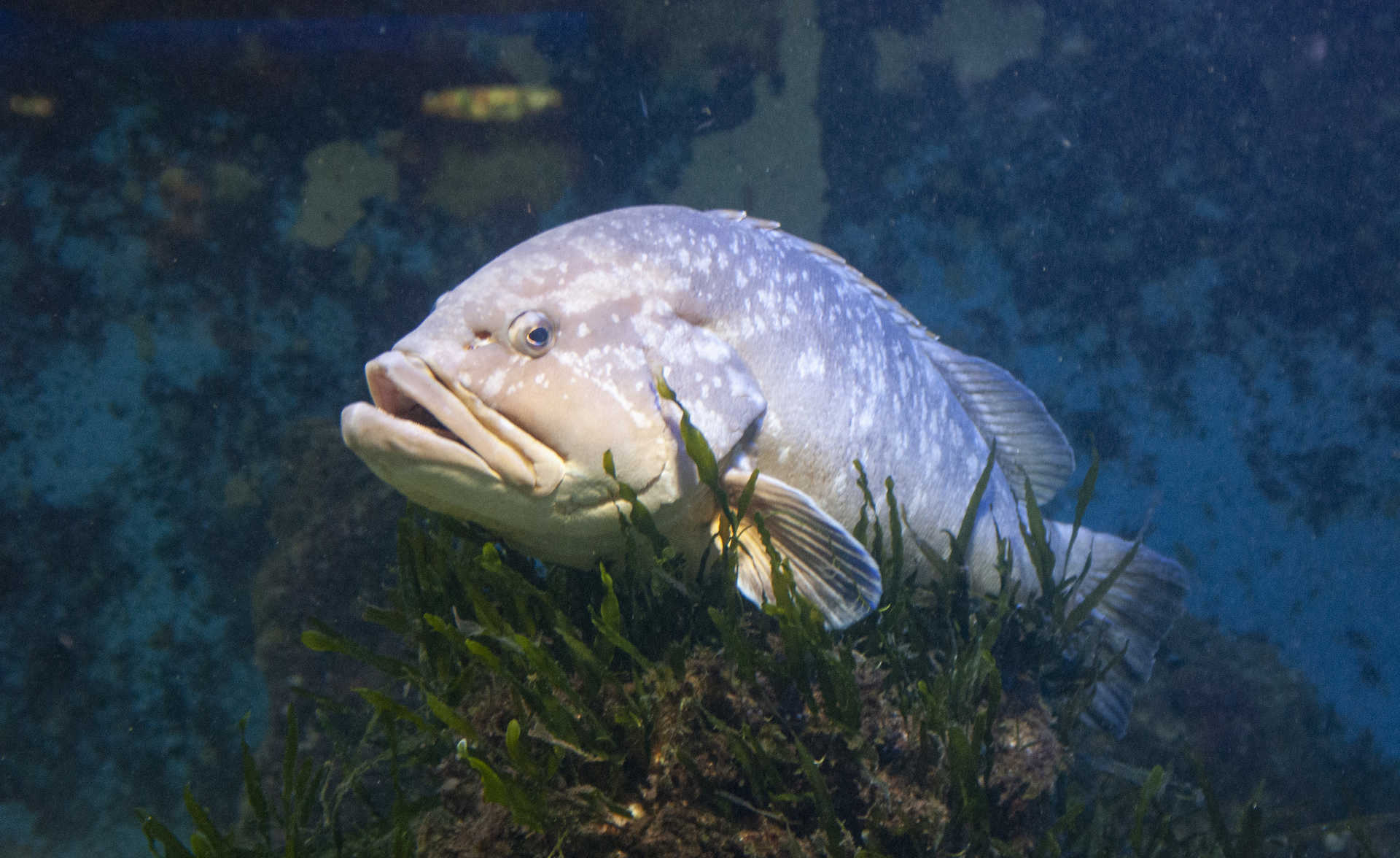 Das städtische Aquarium von Santa Pola