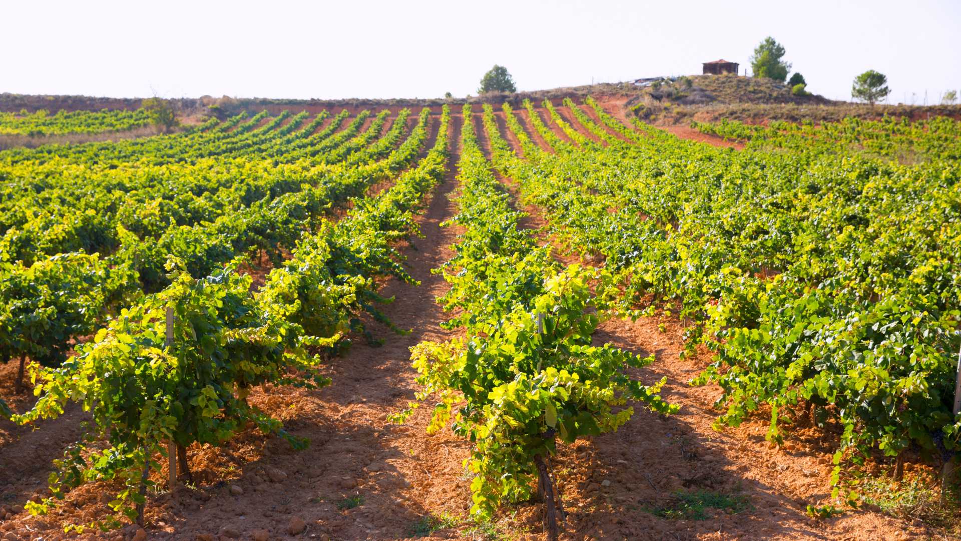 Weintourismus in der Region Valencia