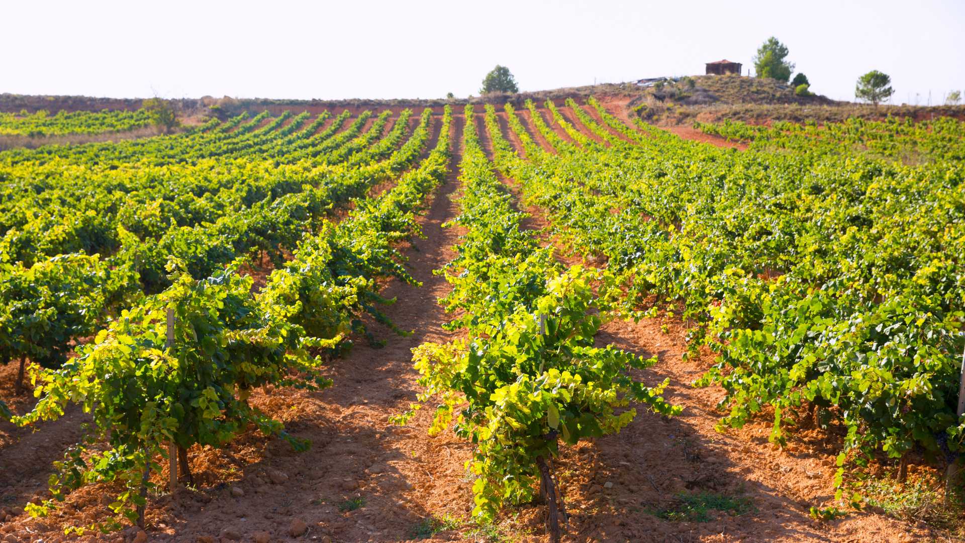 Enoturismo en la Comunitat Valenciana