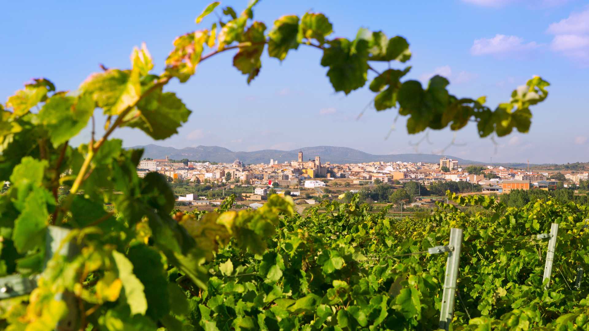 Wine tourism in the Region of Valencia