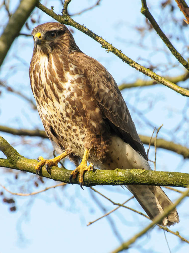 BIRDING ALMASSORA