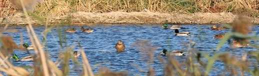 BIRDING ALMASSORA
