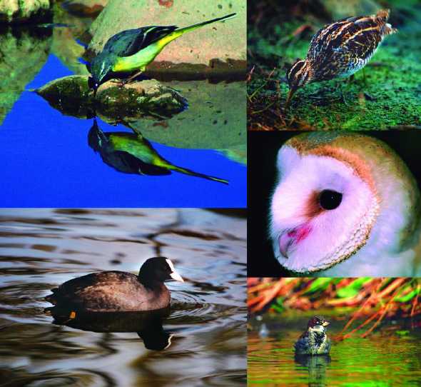 BIRDING ALMASSORA
