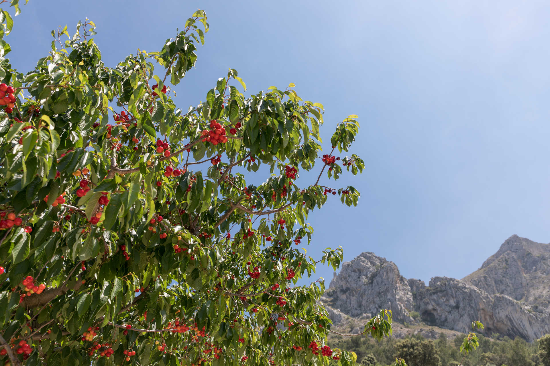 Blumen der Comunitat Valenciana: Routen und Orte, um sie zu finden