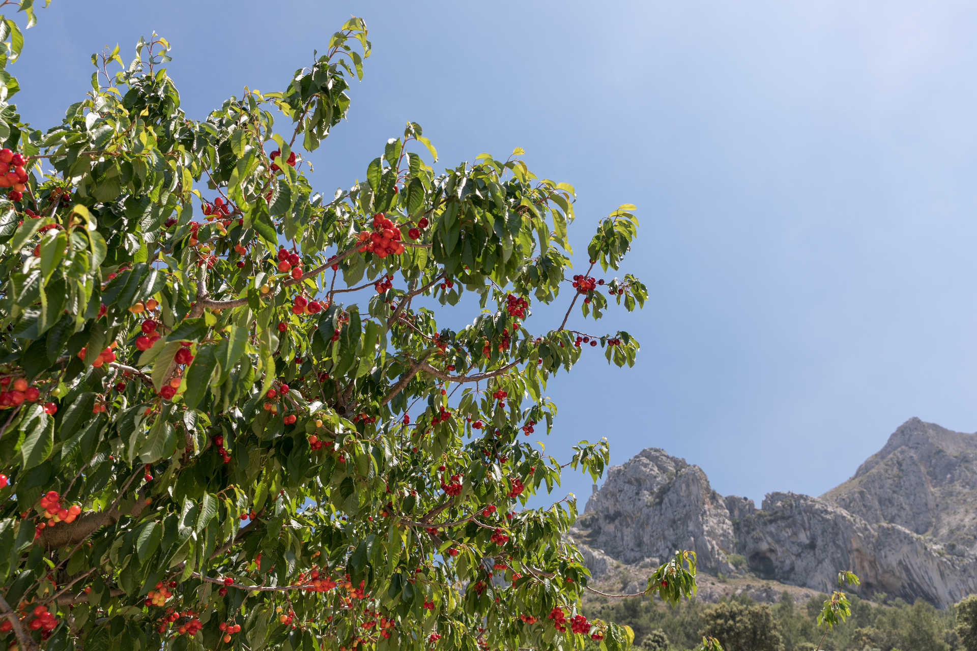 la Vall de Gallinera