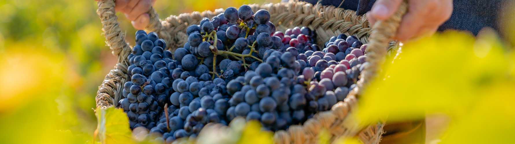 wine tourism in the region of valencia