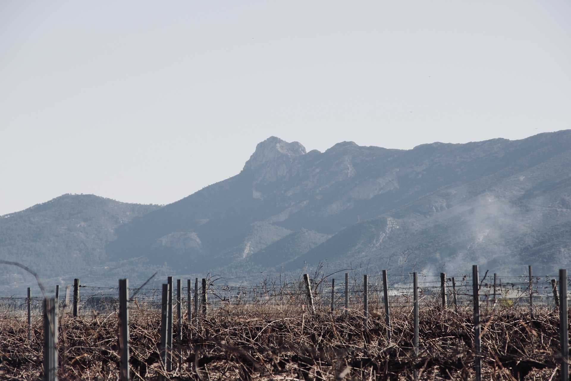 BODEGAS LA CASA DE LAS VIDES