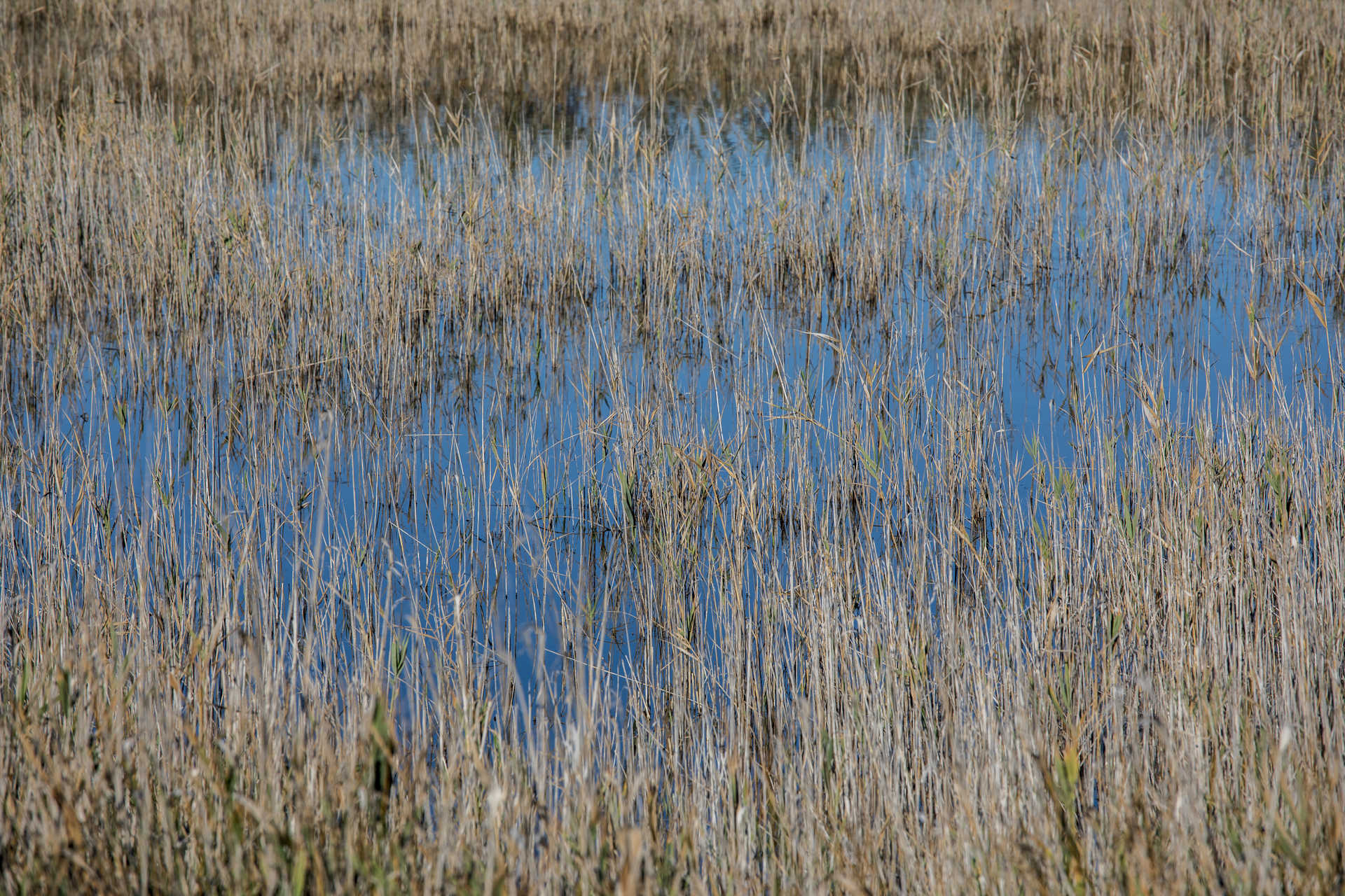 Naturpark del Prat de Cabanes Torreblanca