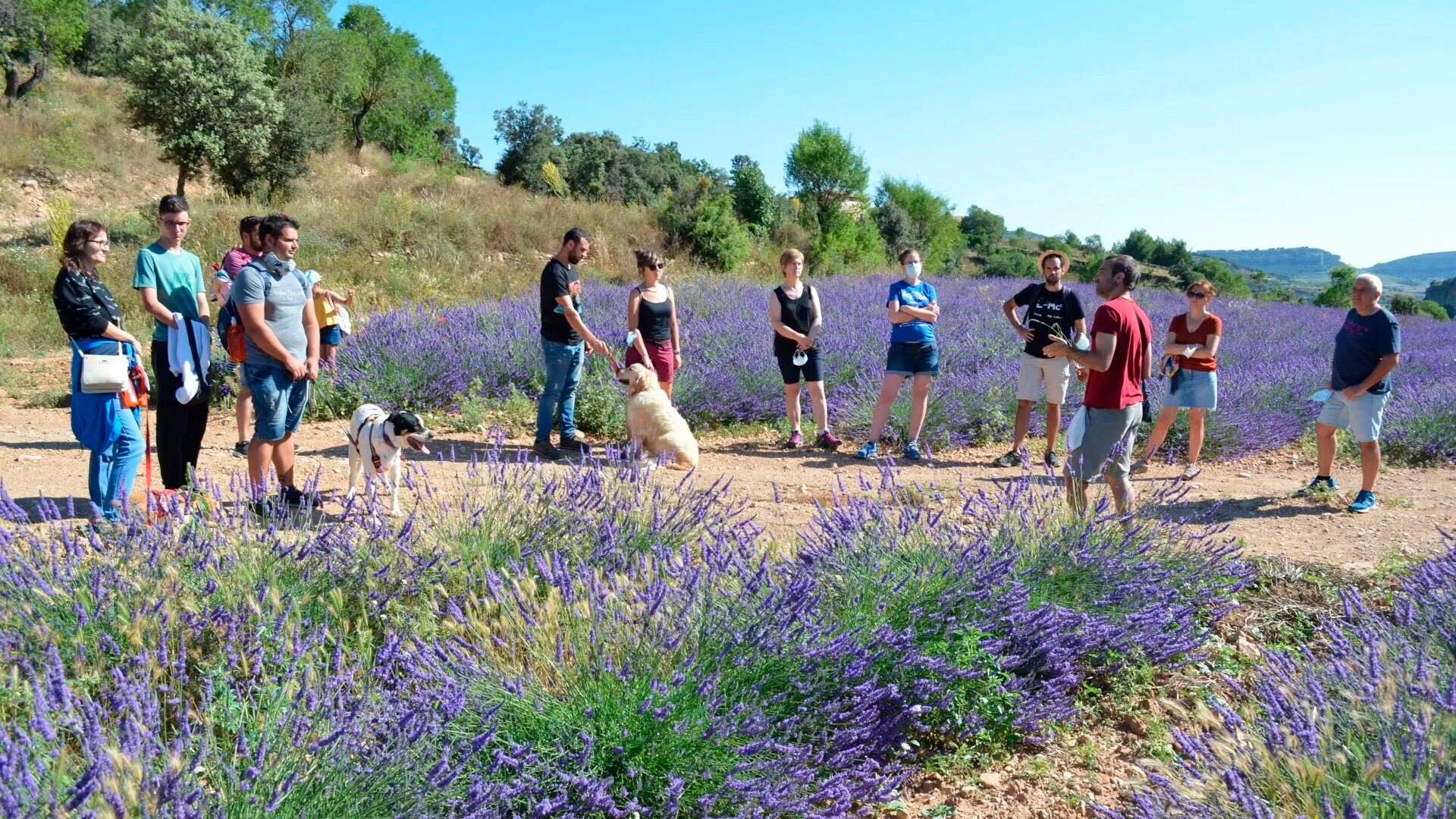 VISITS TO LAVENDER FIELDS