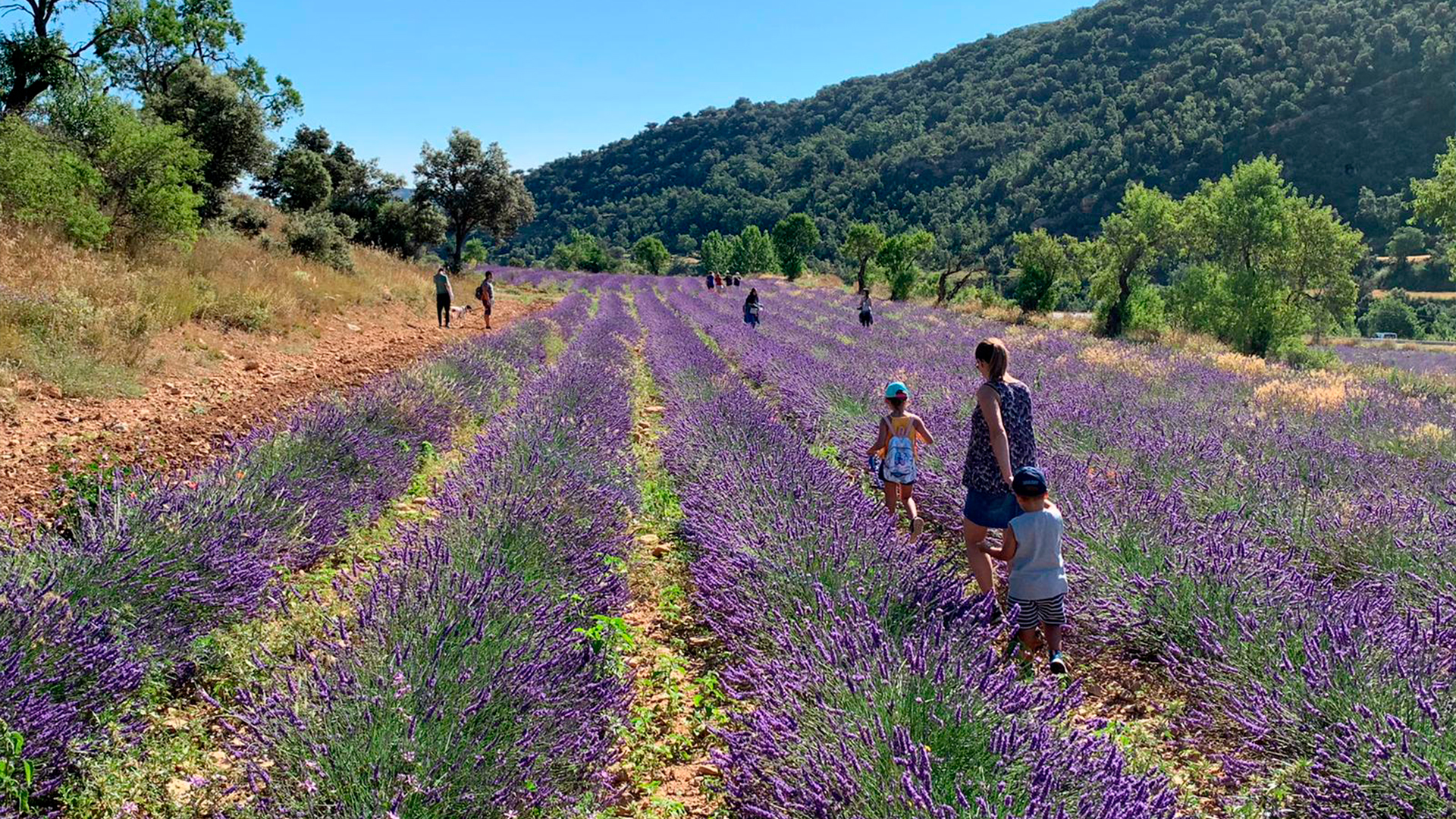 VISITS TO LAVENDER FIELDS