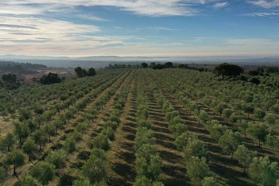REQUENA: CUEVAS, VINO Y ACEITE