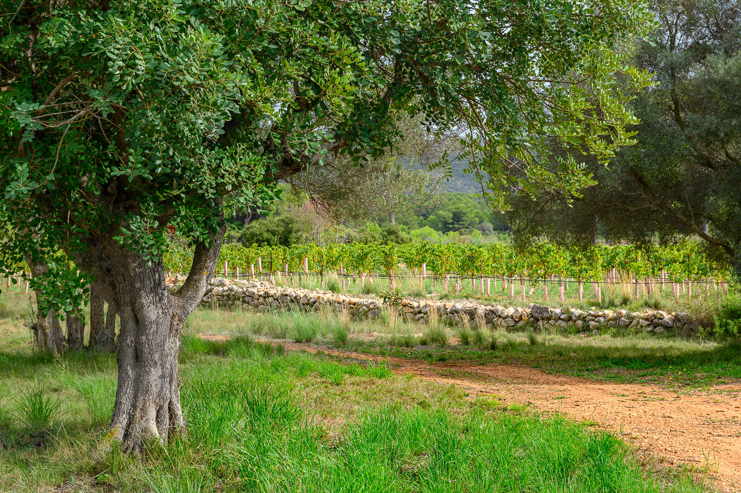 Vesprejar entre Vinyes amb tast de Vins en Xabia
