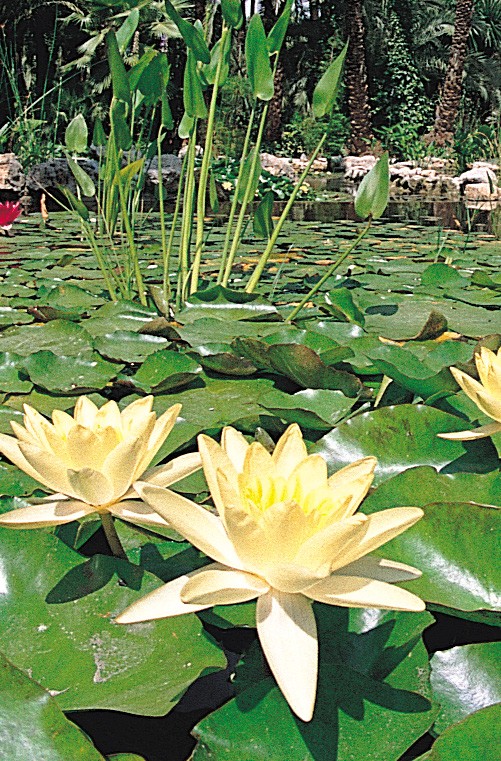 Visita al Jardín Huerto del Cura