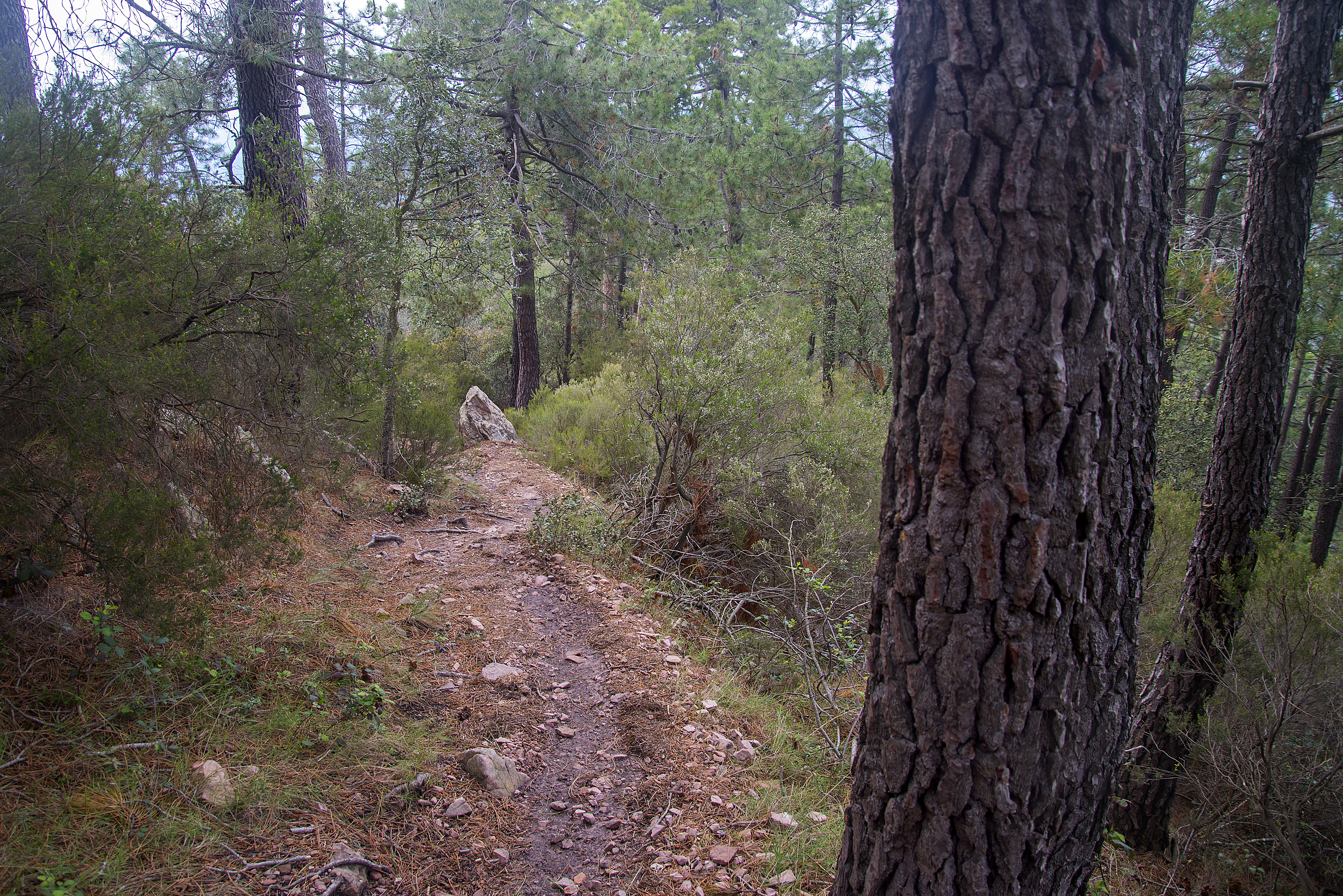 Trail Pics de Betxí