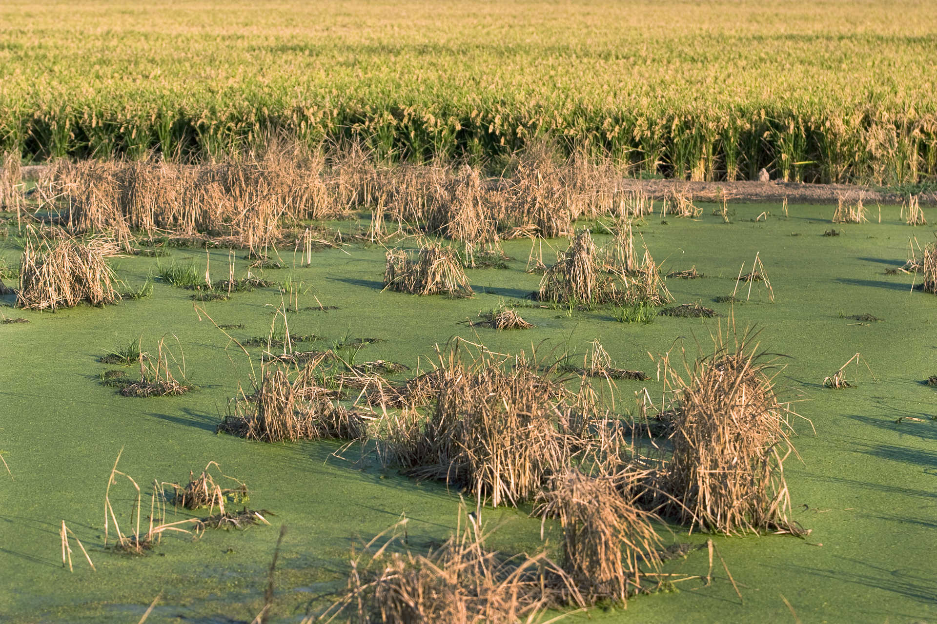 Parque Natural de l'Albufera