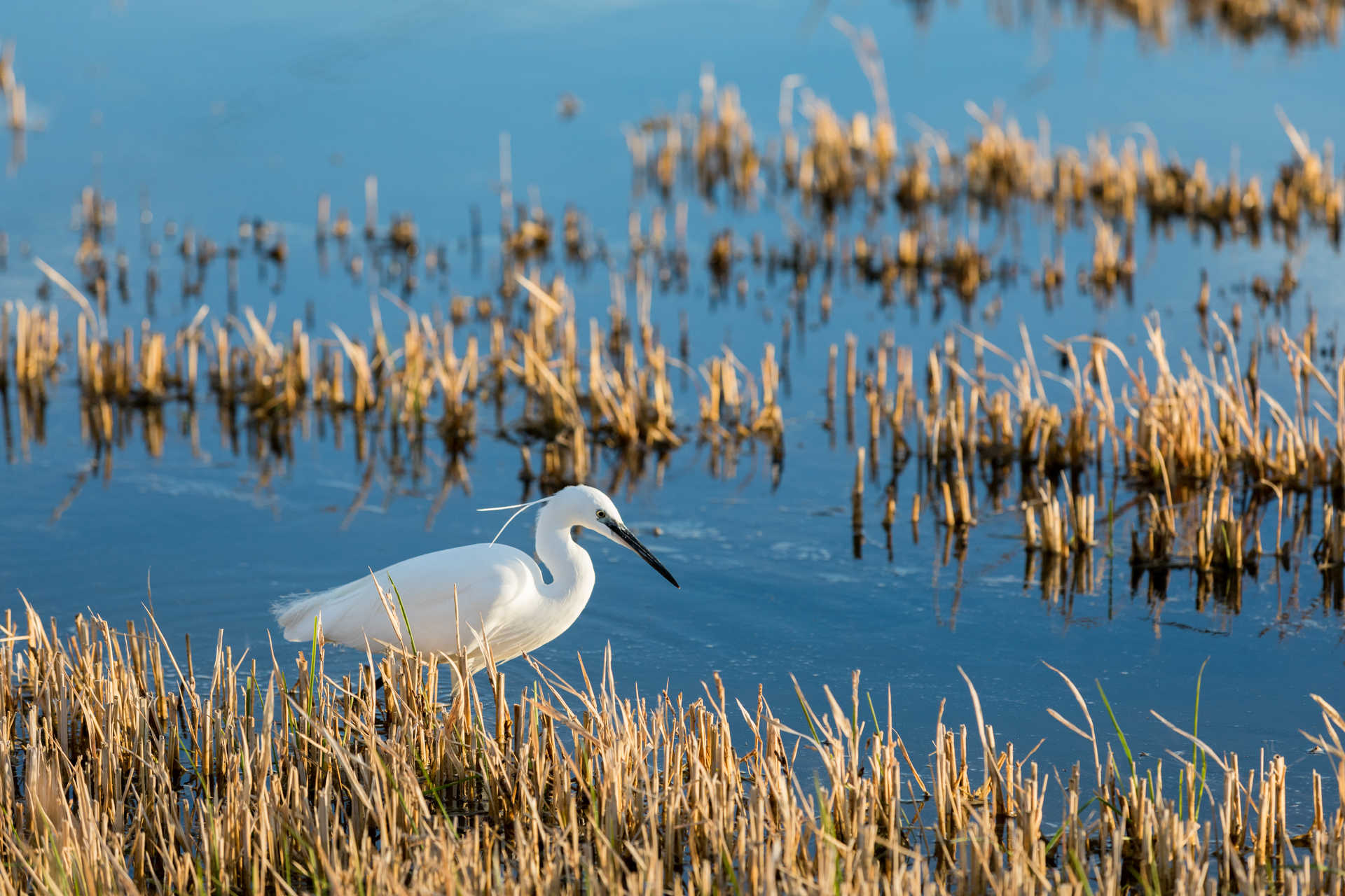 Parque Natural de l'Albufera