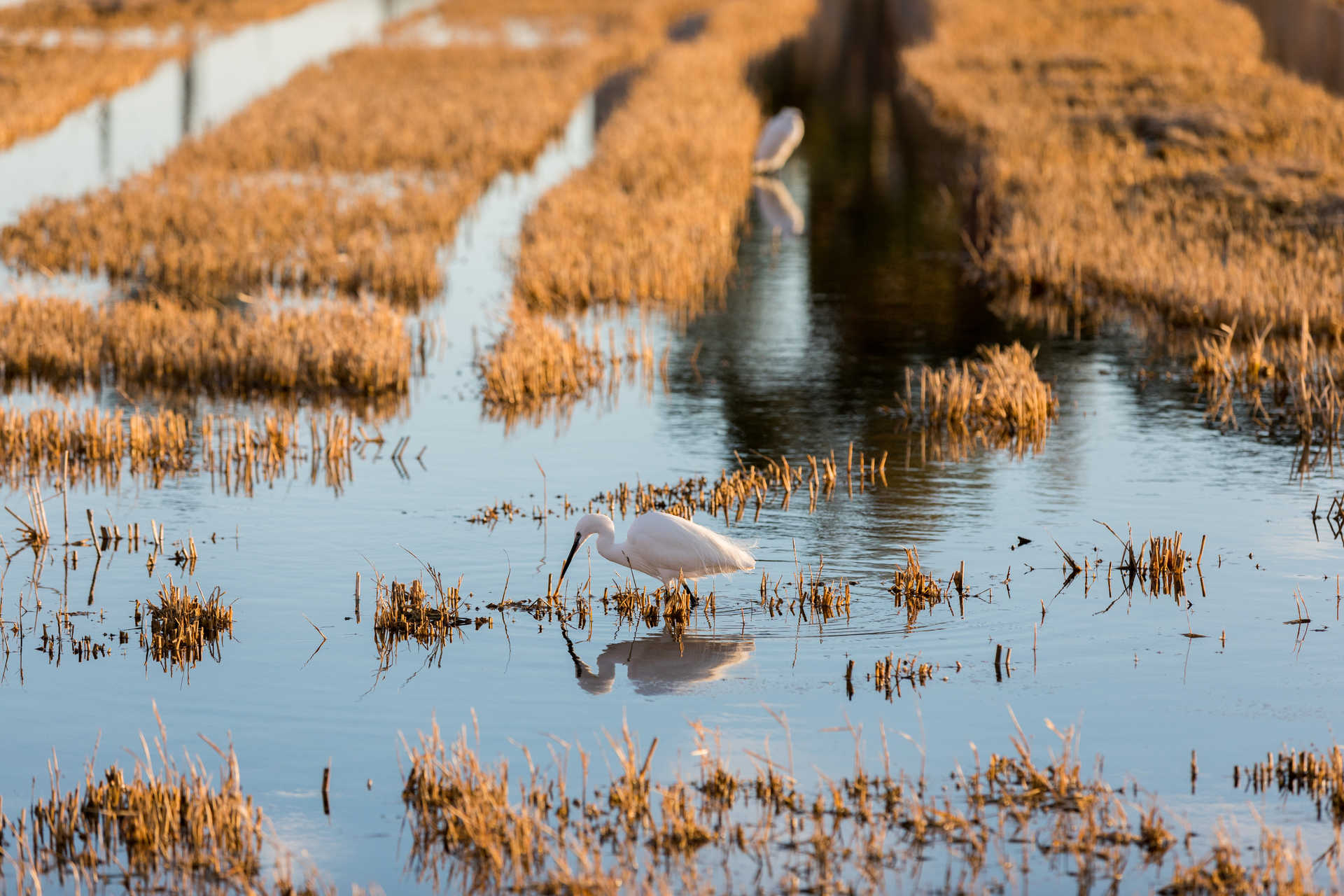 Parc Natural de l'Albufera