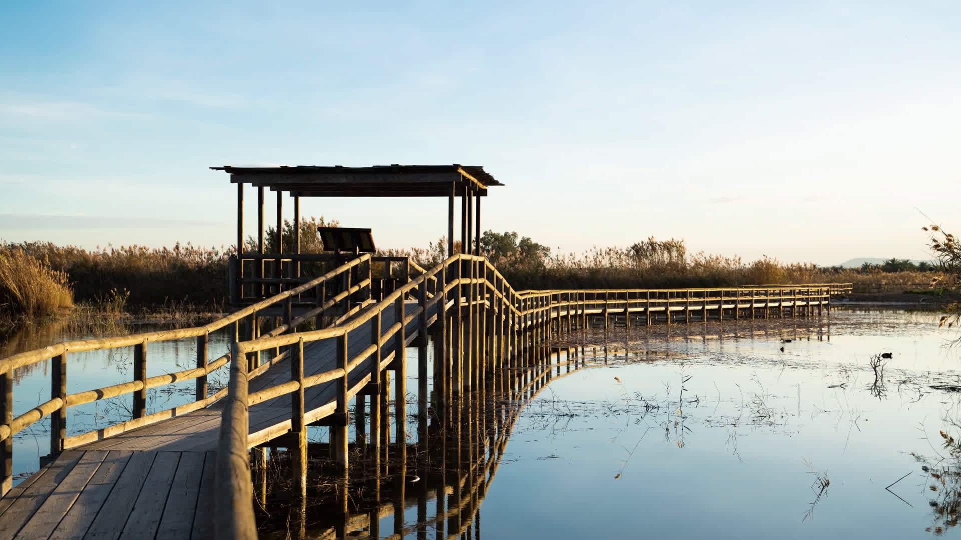 Spot extraordinary birds at El Hondo natural park - Comunitat Valenciana