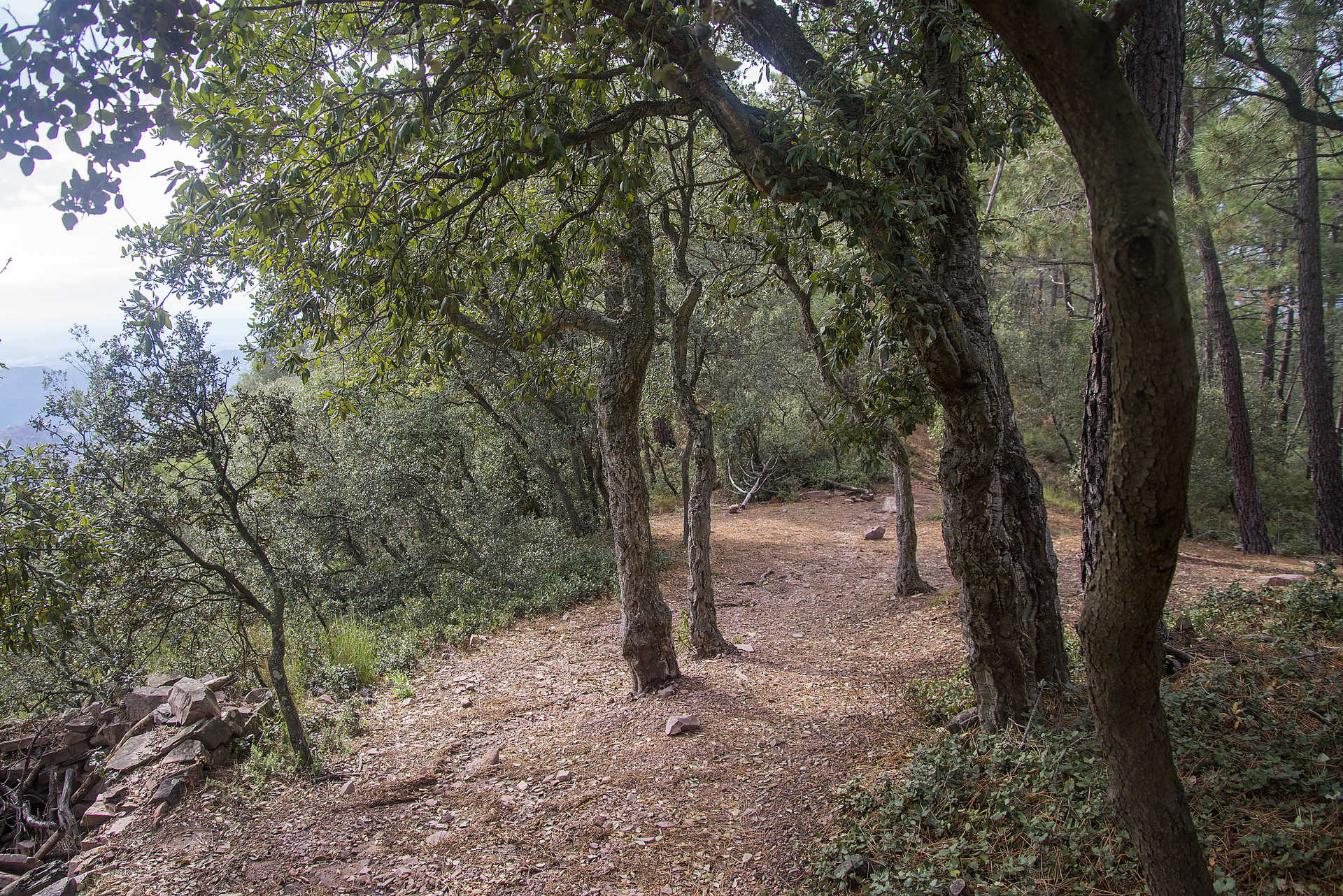 Parc naturel de la Sierra de Espadán