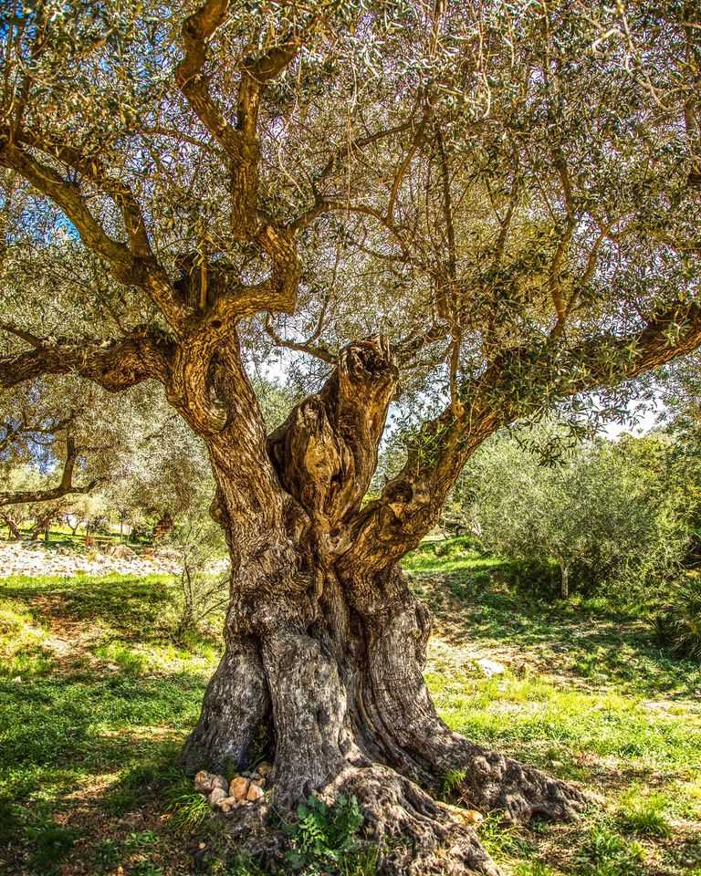 Oliveres Mil·lenàries