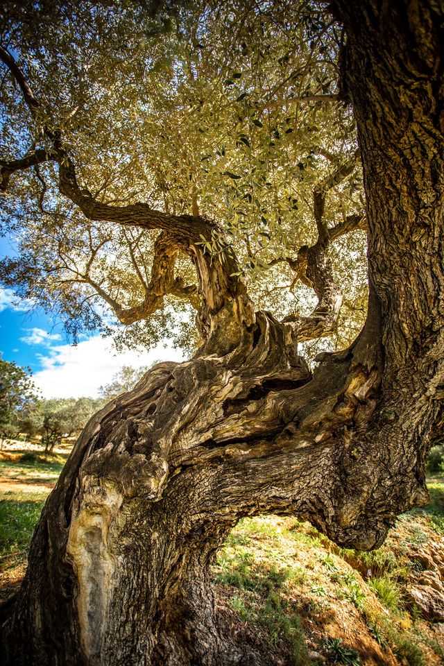 Jahrhundertealte Olivenbäume