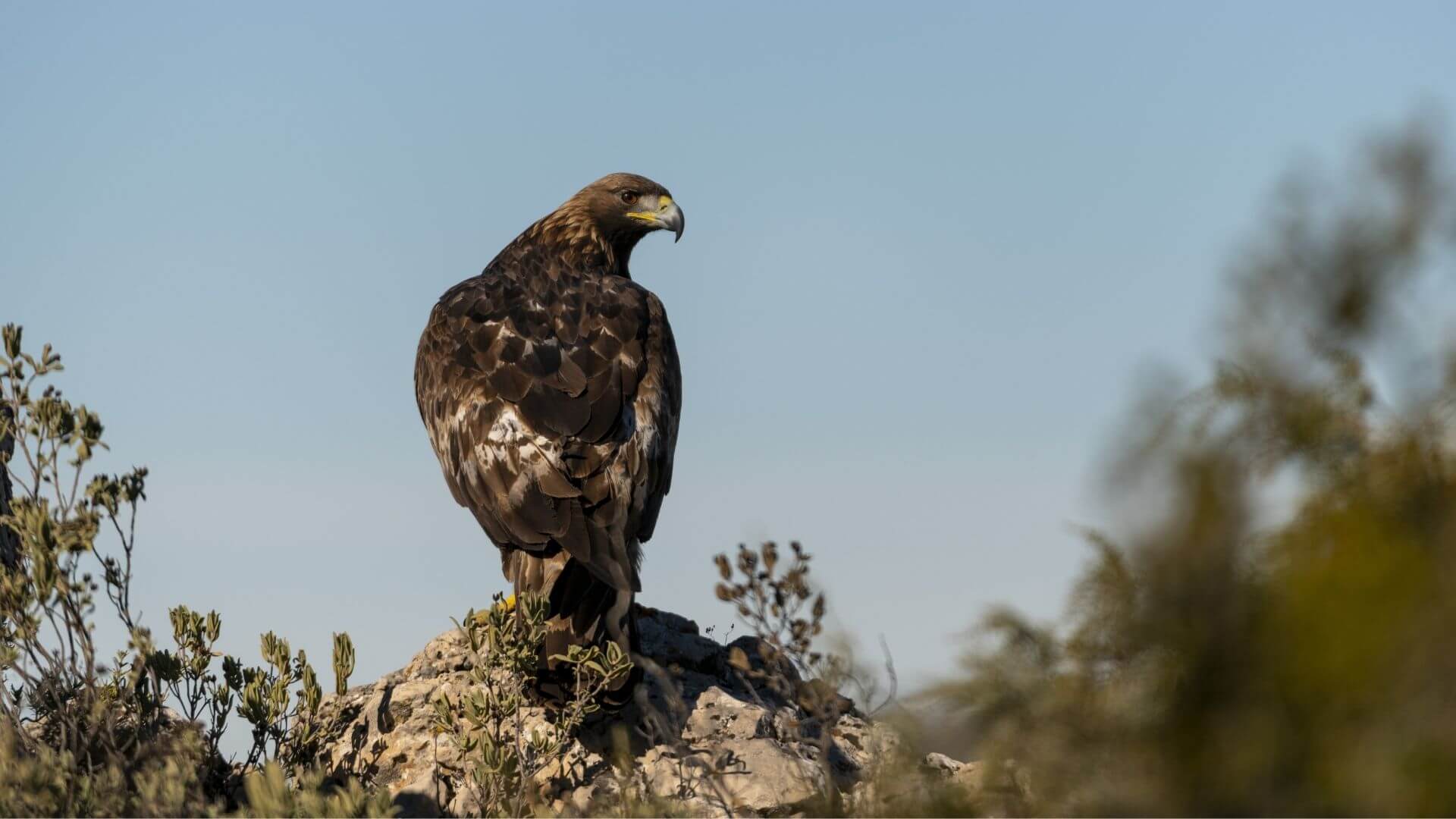 Vogelbeobachtung in El Montgó - der Natur ganz nah