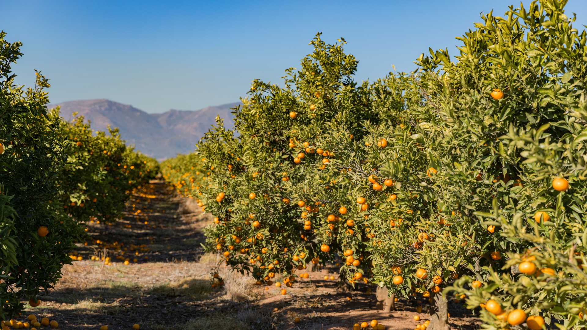Mi media naranja en Alcalà de Xivert