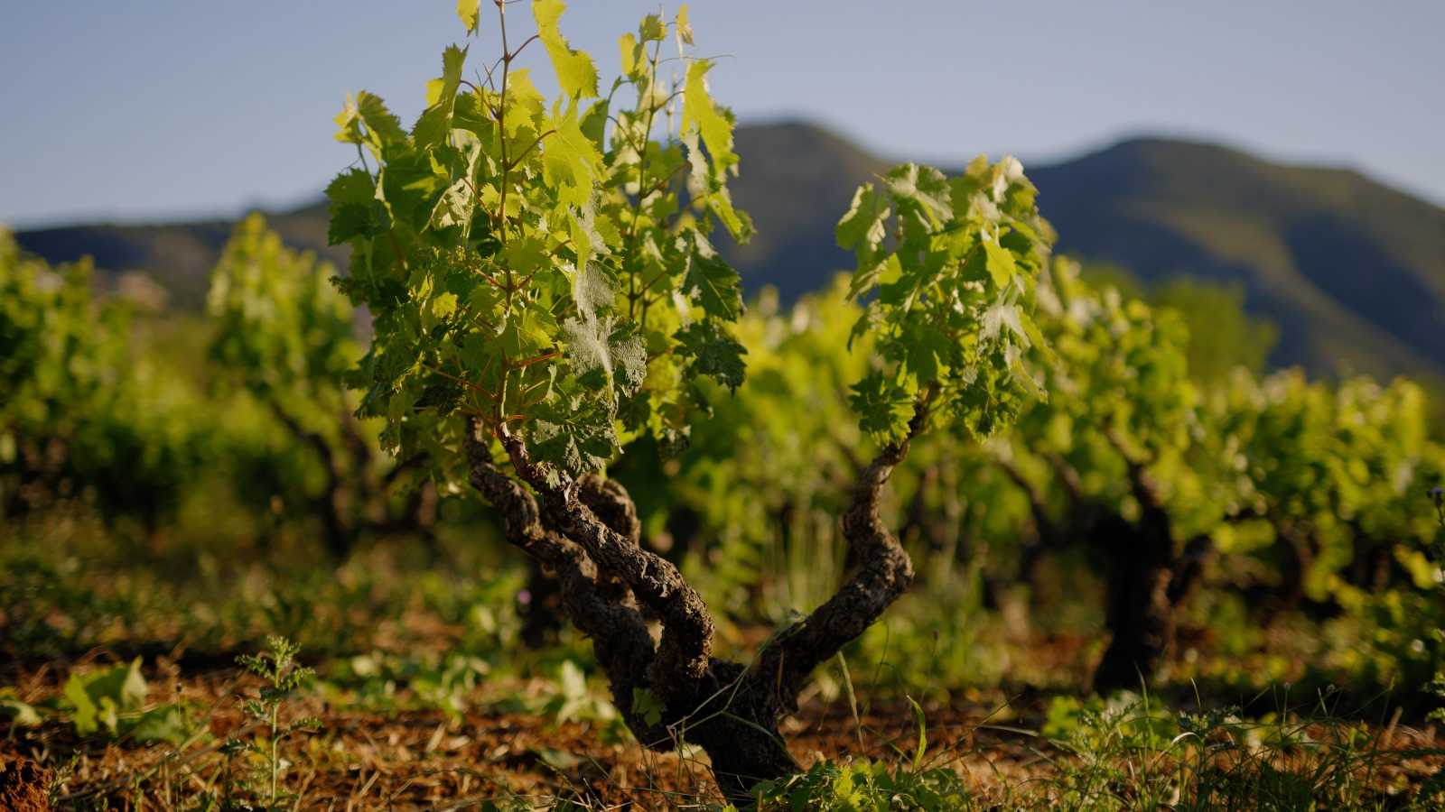 Día de la Moscatel 2025 en Benissa