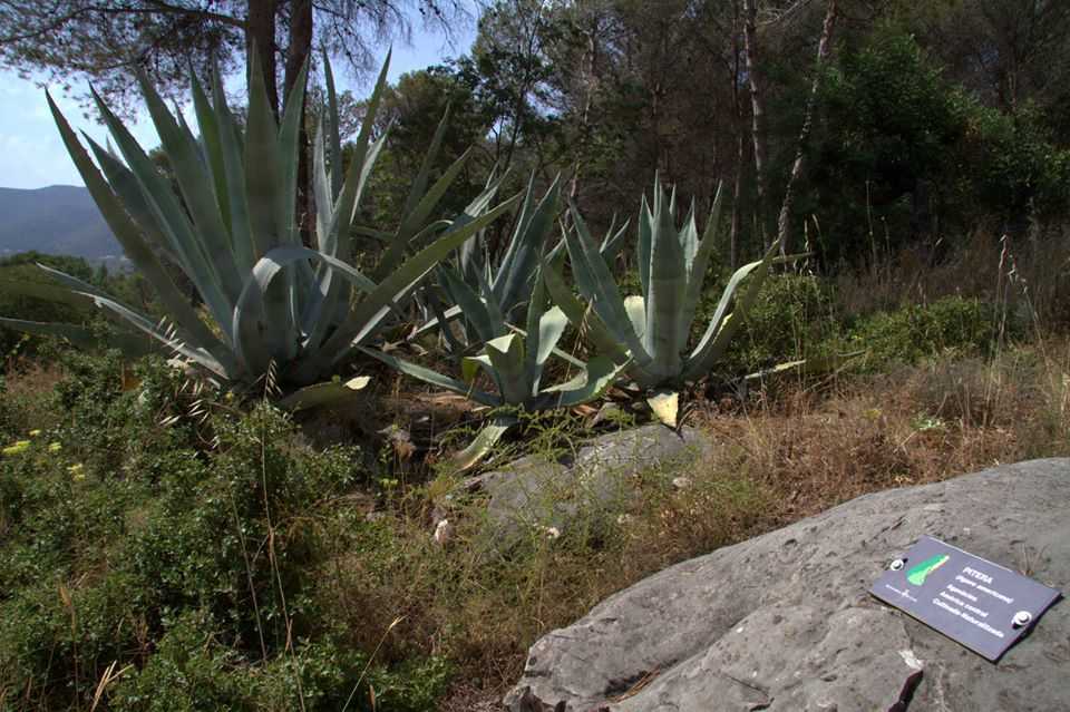 Parc Botànic 'El Tossalet' (Parque botánico)