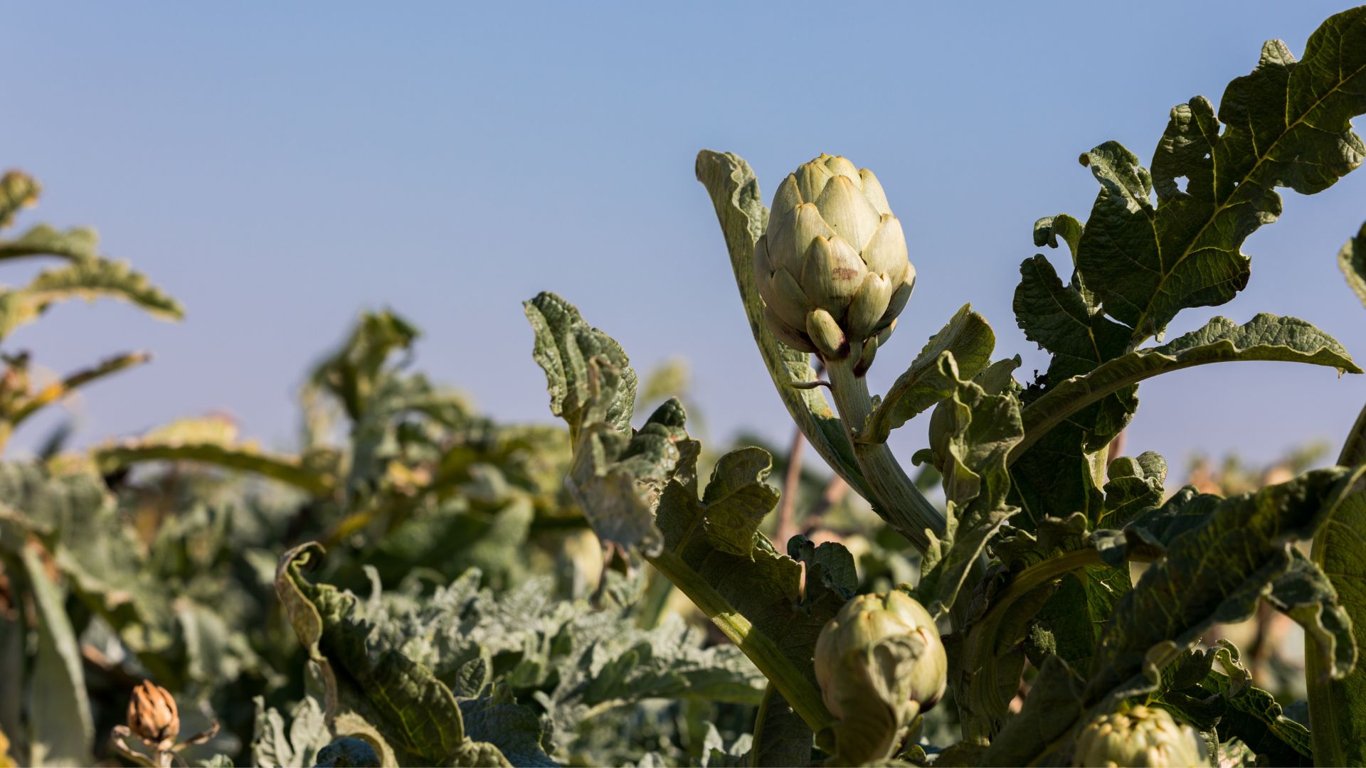 carxofa de benicarlo,