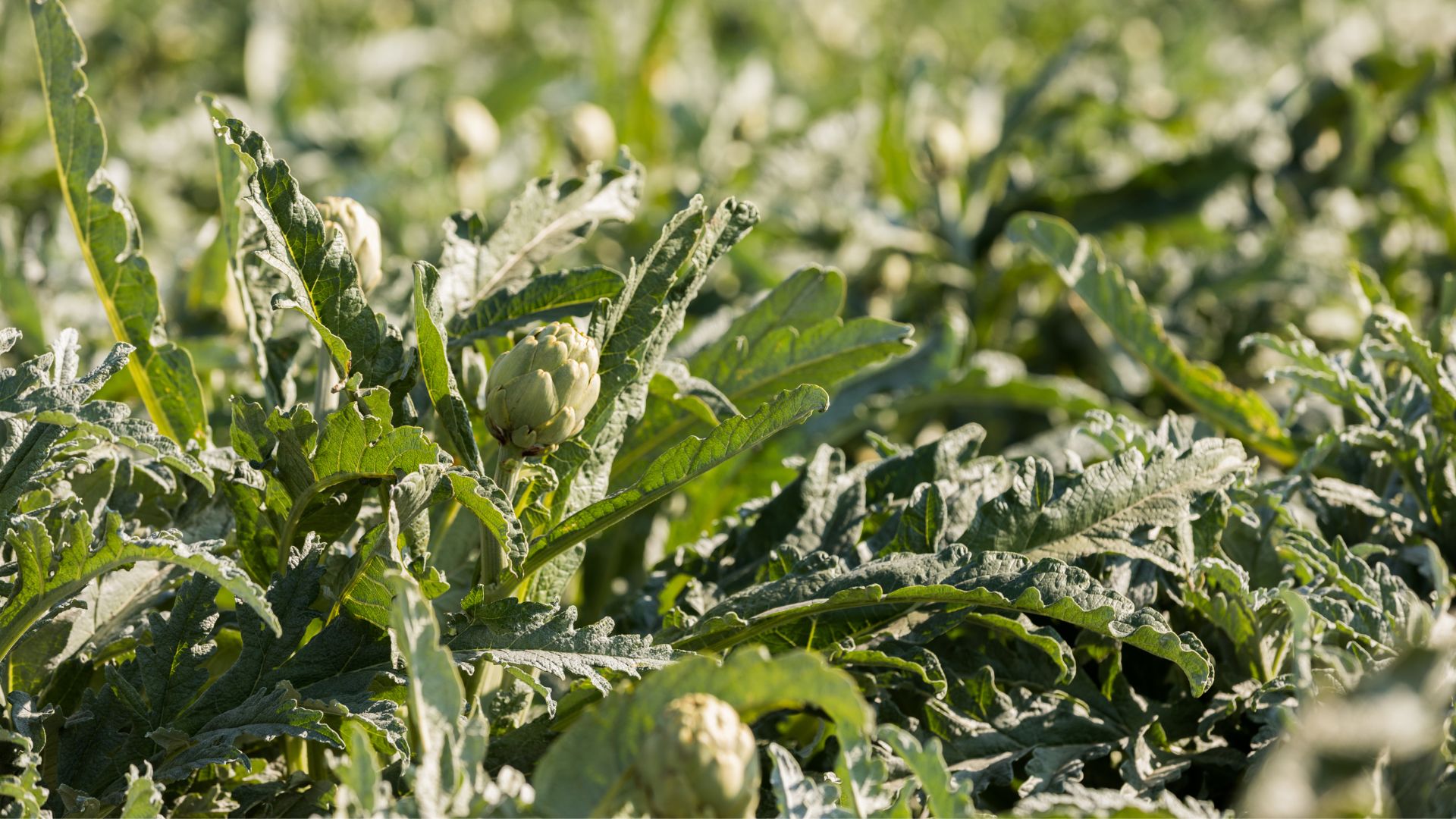 carxofa de Benicarlo receptes,