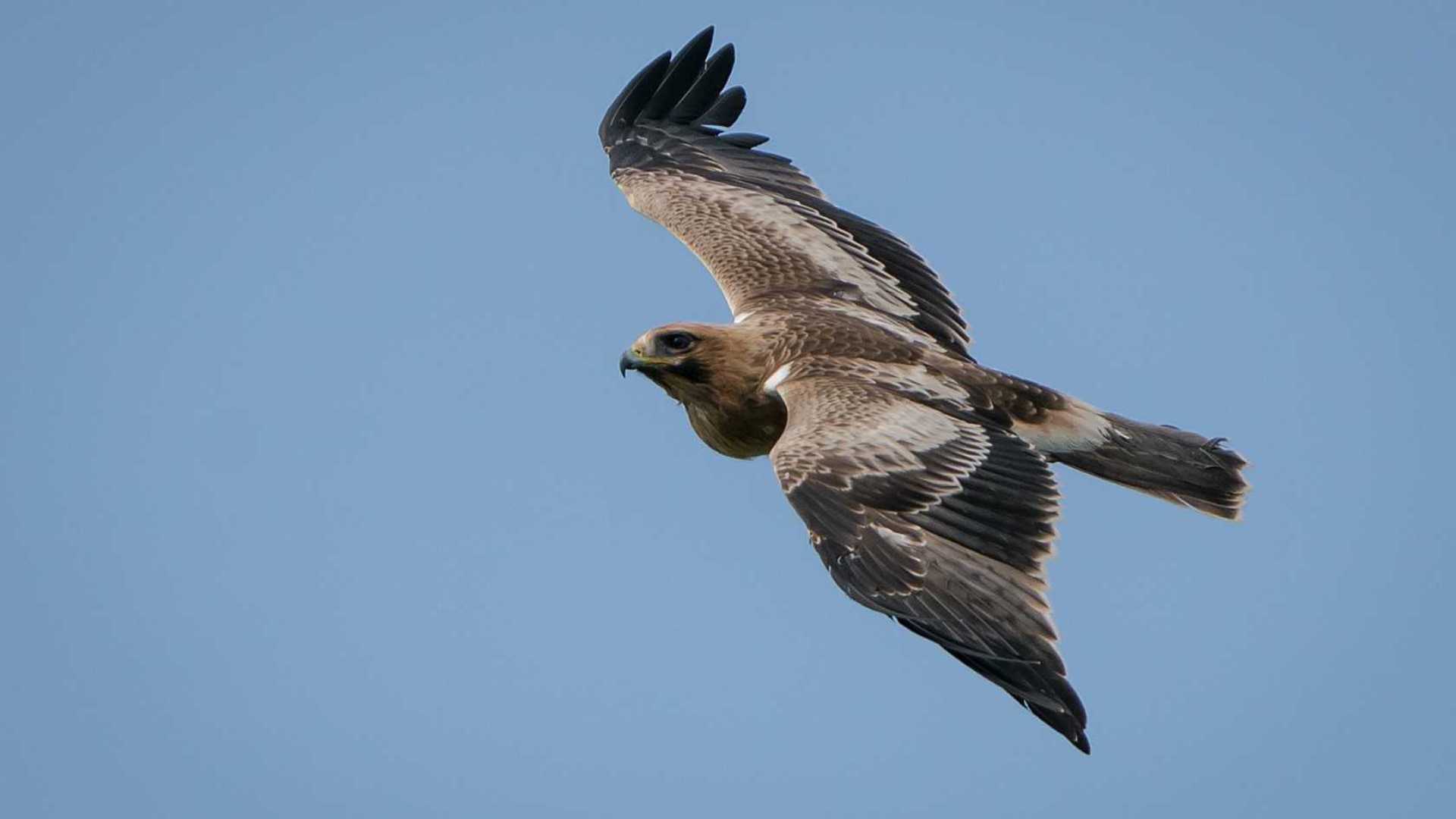 Vögel beobachten in la albufera de valencia,