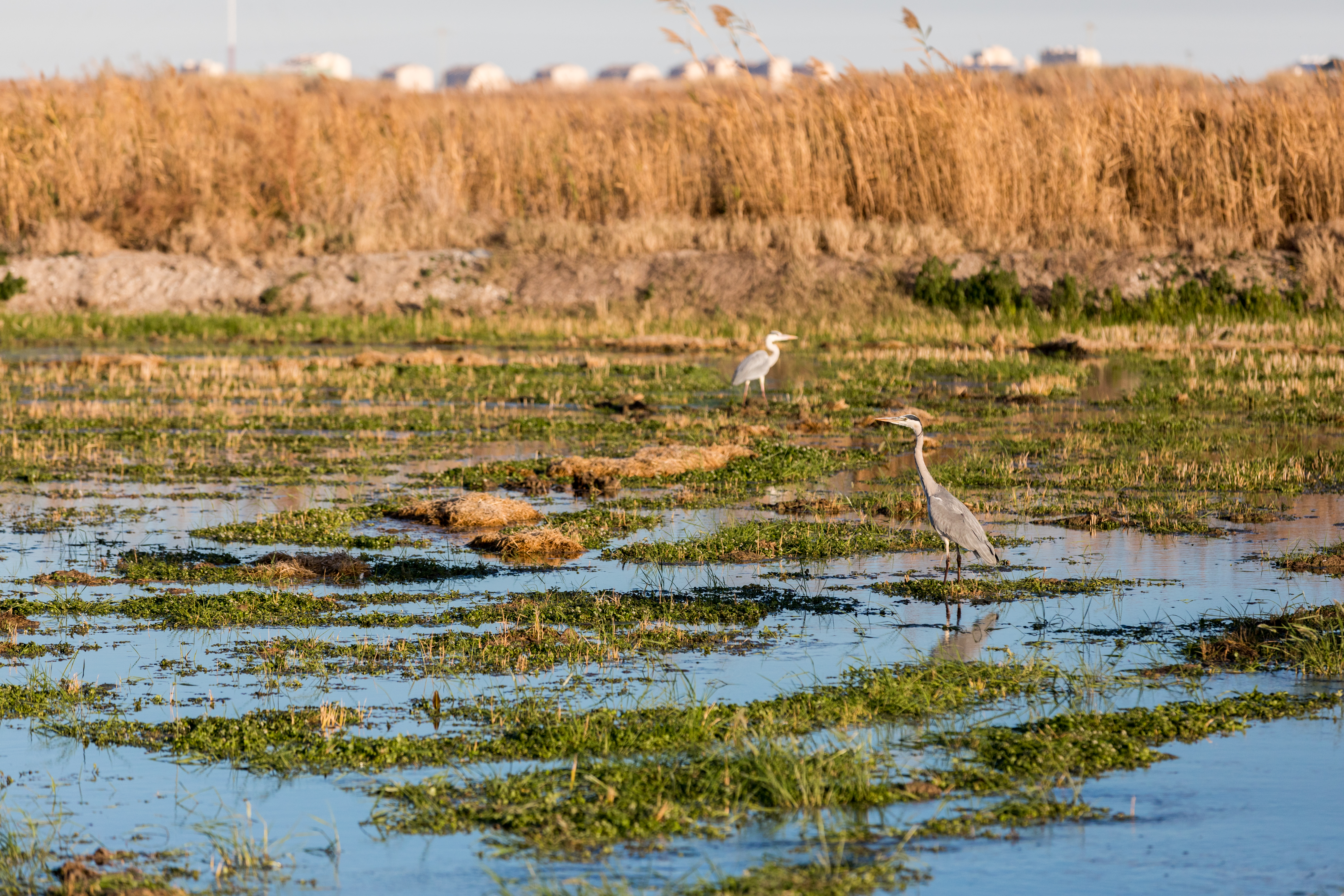 rice fields valencia,
