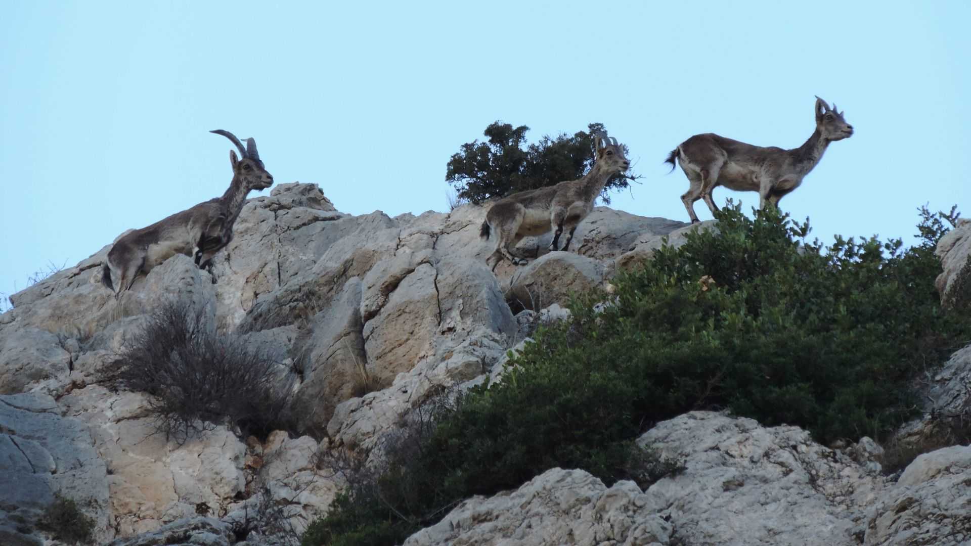 Cabras vistas durante la visita guiada al Castillo de Borriol