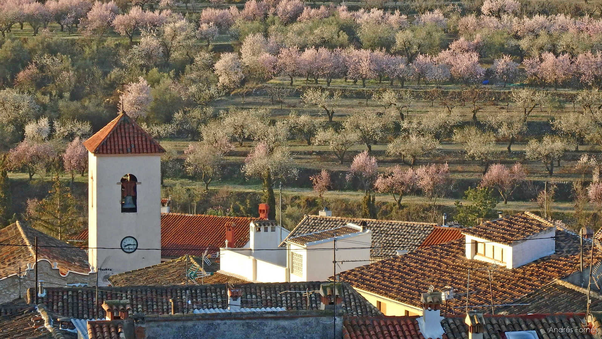 campanario de la Iglesia del Espíritu Santo de Fageca, vista de tejados con los campos de olivos y almendros en flor al fondo