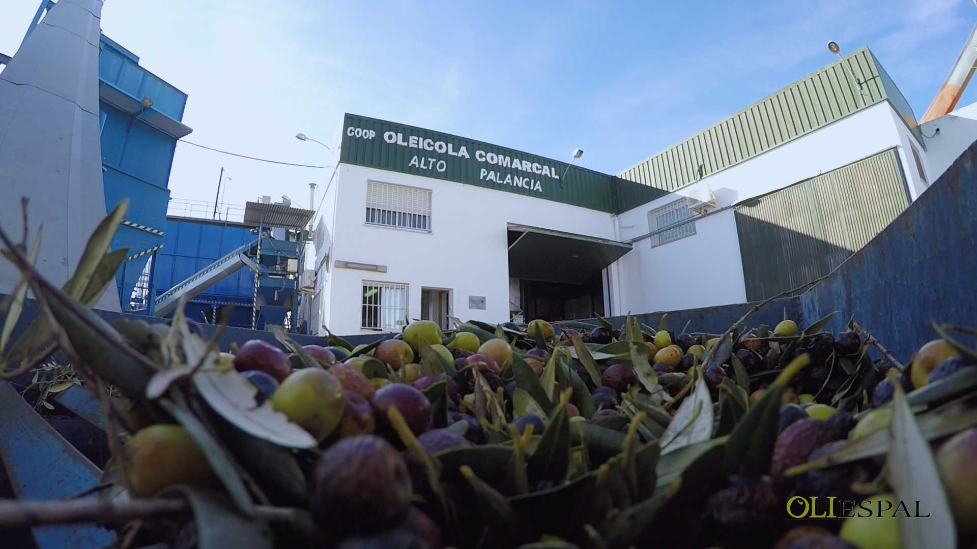 COOPERATIVA AGRICOLA OLEICOLA DEL ALTO PALANCIA COOPERATIVA VALENCIANA DE 2º GRADO